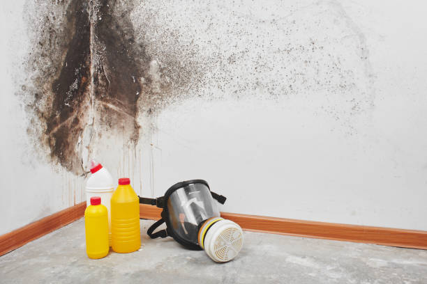 Best Attic Mold Removal  in Carolina Shores, NC