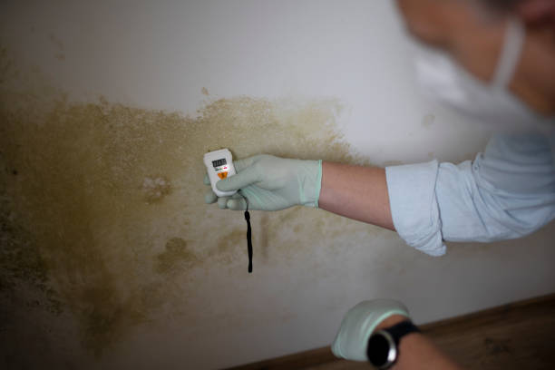 Best Professional Mold Removal  in Carolina Shores, NC
