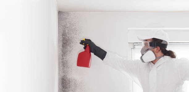 Best Mold Damage Repair  in Carolina Shores, NC