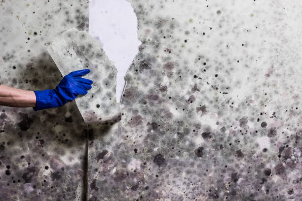 Best Affordable Mold Removal  in Carolina Shores, NC