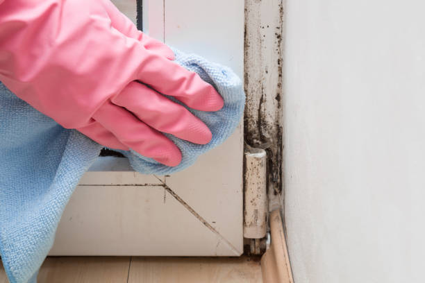 Best Certified Mold Removal  in Carolina Shores, NC