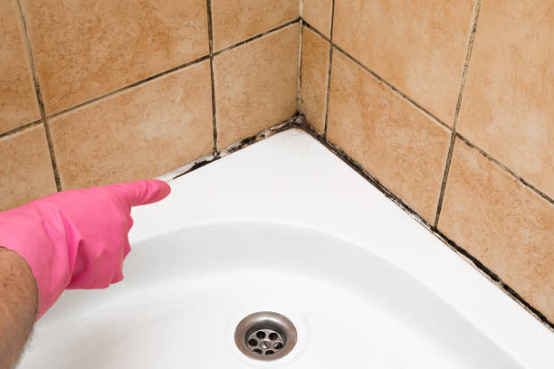 Best Fast Mold Removal  in Carolina Shores, NC
